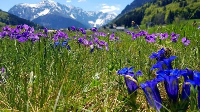 Piante alpine, saperi e benessere: il caso del Briançonnais