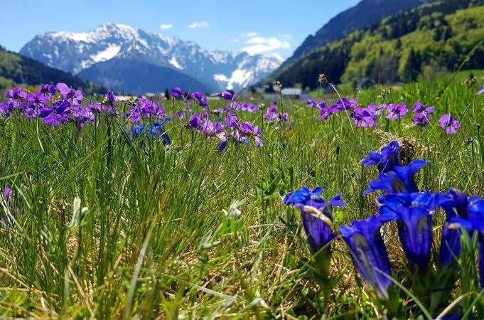 Piante alpine, saperi e benessere: il caso del Briançonnais